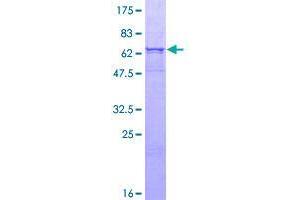 SDS-PAGE (SDS) image for Carboxypeptidase, Vitellogenic-Like (CPVL) (AA 1-476) protein (GST tag) (ABIN1350255)