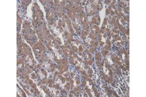 IHC-P analysis of Human Stomach Tissue, with DAB staining. (A4GALT anticorps  (AA 44-353))