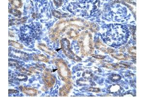 OR13C9 antibody was used for immunohistochemistry at a concentration of 4-8 ug/ml to stain Epithelial cells of renal tubule (arrows) in Human Kidney. (OR13C9 anticorps  (Middle Region))
