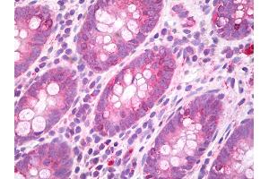 Anti-GJA3 / Connexin 46 antibody IHC of human colon.