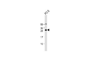 Anti-FA Antibody (N-Term) at 1:2000 dilution + PC-3 whole cell lysate Lysates/proteins at 20 μg per lane. (FAM125A anticorps  (AA 16-50))