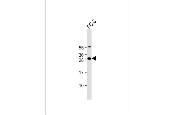 FAM125A antibody  (AA 16-50)