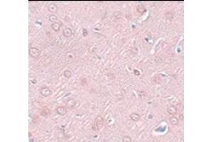 Immunohistochemistry of SYNGR2 in rat brain tissue with this product at 2. (SYNGR2 anticorps  (N-Term))