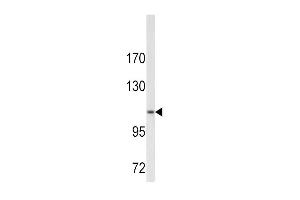 Western blot analysis of COL6A1 antibody (N-term) (ABIN390512 and ABIN2840866) in  cell line lysates (35 μg/lane).