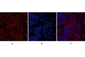 Immunofluorescence analysis of mouse colon tissue. (CD4 anticorps)