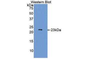 Western Blotting (WB) image for anti-Tumor Necrosis Factor (Ligand) Superfamily, Member 11 (TNFSF11) (AA 79-247) antibody (ABIN1860402) (RANKL anticorps  (AA 79-247))
