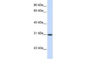 ATF5 antibody used at 0.