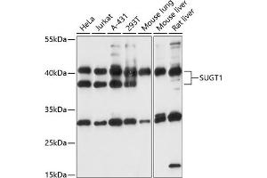 Western blot analysis of extracts of various cell lines, using SUGT1 antibody (ABIN7270270) at 1:1000 dilution.