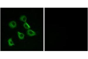 Immunofluorescence analysis of MCF7 cells, using OR52B2 Antibody. (OR52B2 anticorps  (AA 201-250))