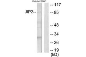 Western blot analysis of extracts from mouse brain cells, using JIP2 Antibody. (IB2 anticorps  (AA 581-630))