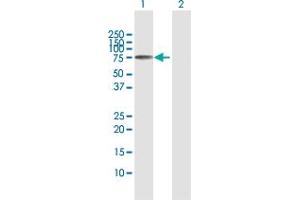 Western Blot analysis of SNX1 expression in transfected 293T cell line by SNX1 MaxPab polyclonal antibody.