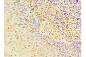 Immunohistochemistry of paraffin-embedded human tonsil tissue using ABIN7170823 at dilution of 1:100