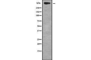 Western blot analysis of KALRN using HUVEC whole cell lysates (KALRN anticorps  (C-Term))