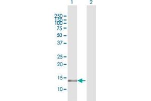 Western Blot analysis of MGST3 expression in transfected 293T cell line by MGST3 MaxPab polyclonal antibody.