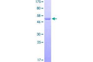 Image no. 1 for High Mobility Group Box 2 (HMGB2) (AA 1-209) protein (GST tag) (ABIN1306804)
