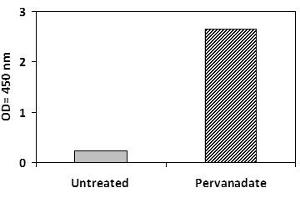 THP1 cells were untreated or treated with Pervanadate for 10 min at 37°C. (NOS2 Kit ELISA)