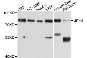 Western blot analysis of extracts of various cell lines, using JPH4 antibody (ABIN5998020) at 1/1000 dilution. (Junctophilin 4 anticorps)
