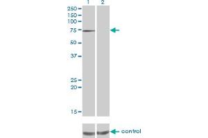 Western blot analysis of PPEF1 over-expressed 293 cell line, cotransfected with PPEF1 Validated Chimera RNAi (Lane 2) or non-transfected control (Lane 1). (PPEF1 anticorps  (AA 1-653))