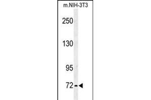 Western blot analysis of IL1RL2 Antibody (Center) 8817c in mouse NIH-3T3 cell line lysates (35 μg/lane). (IL1RAPL2 anticorps  (AA 372-401))