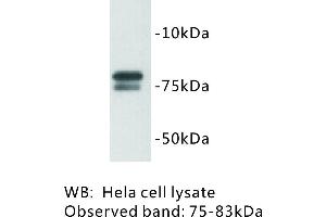 Image no. 1 for anti-Golgin A5 (GOLGA5) antibody (ABIN1112810) (GOLGA5 anticorps)