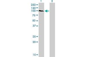 Western Blot analysis of PCDHAC2 expression in transfected 293T cell line by PCDHAC2 monoclonal antibody (M03), clone 3D12.