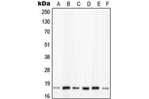 Western blot analysis of PIN1 (pS16) expression in HeLa insulin-treated (A), K562 (B), NIH3T3 (C), Raw264. (PIN1 anticorps  (N-Term, pSer16))