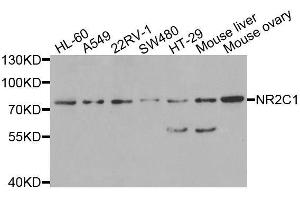 Western blot analysis of extracts of various cell lines, using NR2C1 antibody. (NR2C1 anticorps  (AA 1-240))