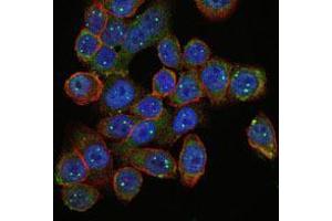 Immunofluorescence analysis of HepG2 cells using SMN1 mouse mAb (green). (SMN1 anticorps)