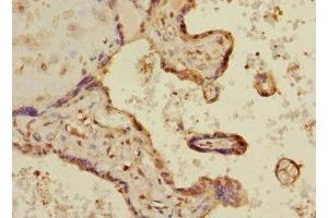 Immunohistochemistry of paraffin-embedded human placenta tissue using ABIN7158991 at dilution of 1:100