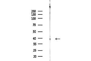 Western blot analysis of lysates from Rat brain, using AGTR1 Antibody at 1/1000 dilution.