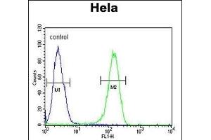 ADCY4 Antibody (Center) (ABIN653832 and ABIN2843098) flow cytometric analysis of Hela cells (right histogram) compared to a negative control cell (left histogram). (ADCY4 anticorps  (AA 415-441))