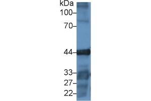 Detection of ACTG in Human A549 cell lysate using Polyclonal Antibody to Gamma Actin (ACTG) (Actin, gamma 1 anticorps  (AA 1-375))