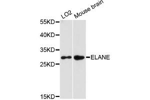 Western blot analysis of extracts of various cell lines, using ELANE antibody. (ELANE anticorps)