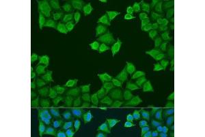 Immunofluorescence analysis of U2OS cells using ATP5J Polyclonal Antibody at dilution of 1:100. (ATP5J anticorps)