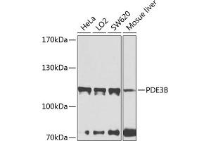 Western blot analysis of extracts of various cell lines, using PDE3B antibody (ABIN6132468, ABIN6145348, ABIN6145349 and ABIN6224510) at 1:1000 dilution. (PDE3B anticorps  (AA 400-660))