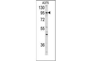 Western blot analysis of anti-AXL Antibody in A375 cell line lysates (35ug/lane). (AXL anticorps)