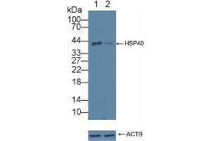 Knockout Varification: Lane 1: Wild-type Jurkat cell lysate, Lane 2: HSP40 knockout Jurkat cell lysate, Predicted MW: 38kd Observed MW: 42kd Primary Ab: 3 μg/mL Rabbit Anti-Mouse HSP40 Antibody Second Ab: 0.