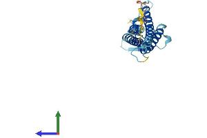 AlphaFold protein structure predicition of Mouse Recombinant Cldn7 Protein, UniprotID Q9Z261