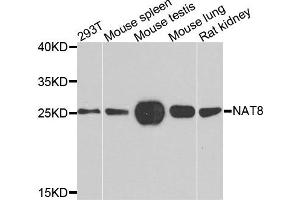 Western blot analysis of extracts of various cells, using NAT8 antibody. (NAT8 anticorps)