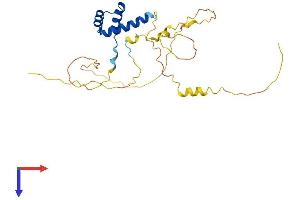 AlphaFold protein structure predicition of Mouse Recombinant Barx1 Protein, UniprotID Q9ER42