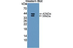 Western blot analysis of the recombinant protein. (RETNLB anticorps  (AA 24-111))