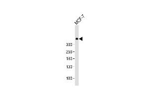 Anti-PRKDC Antibody  at 1:1000 dilution + MCF-7 whole cell lysate Lysates/proteins at 20 μg per lane.