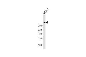Anti-PRKDC Antibody  at 1:1000 dilution + MCF-7 whole cell lysate Lysates/proteins at 20 μg per lane. (PRKDC anticorps  (C-Term))