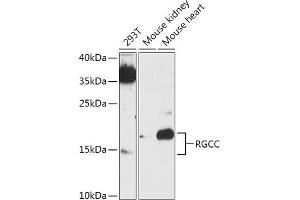 Western blot analysis of extracts of various cell lines, using RGCC antibody (ABIN7266376) at 1:1000 dilution. (RGC32 anticorps)