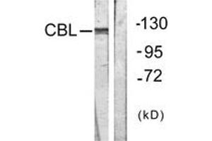 Western Blotting (WB) image for anti-Cas-Br-M (Murine) Ecotropic Retroviral Transforming Sequence (CBL) (AA 640-689) antibody (ABIN2888652) (CBL anticorps  (AA 640-689))
