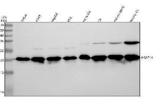 anti-A Kinase (PRKA) Anchor Protein 14 (AKAP14) antibody