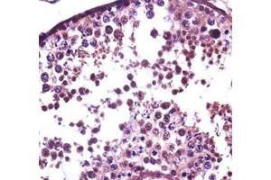 SUMO-1 antibody immunohistochemistry analysis in formalin fixed and paraffin embedded human testis tissue. (SUMO1 anticorps  (AA 1-30))