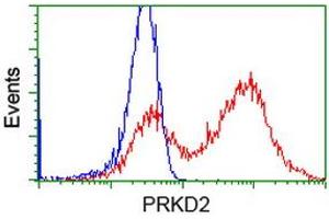 Image no. 2 for anti-Protein Kinase D2 (PKD2) antibody (ABIN1500410) (PKD2 anticorps)