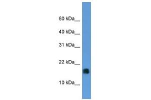 MGST1 antibody (70R-10041) used at 0.