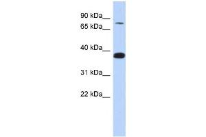 Western Blotting (WB) image for anti-Zinc Finger Protein 526 (ZNF526) antibody (ABIN2457931) (ZNF526 anticorps)